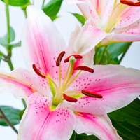 lilium