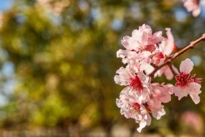 Cementerio de Sitges Les Pruelles